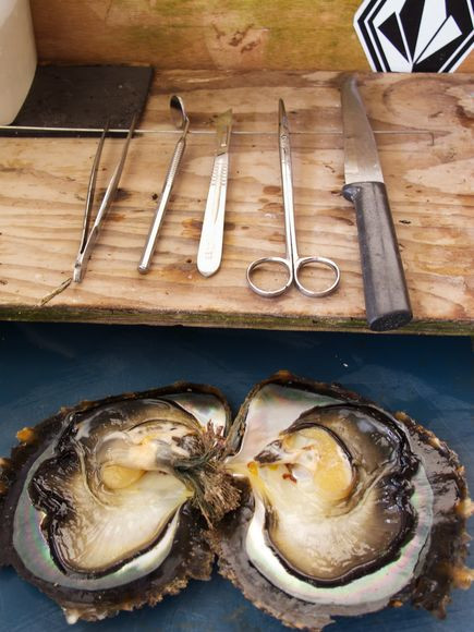 Kỹ thuật mổ trai cấy ngọc. Người ta sẽ phải rất tỉ mỉ mổ lớp vỏ của con trai và cấy ngọc vào bên trong để kích thích chúng sinh sản. Nhờ đó, mỗi con trai trưởng thành có thể sản xuất lên đến 30 hạt ngọc trai.