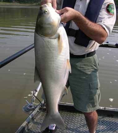 Cá chép bạc được bắt ở Mỹ có thể đạt trọng lượng 18 kg.