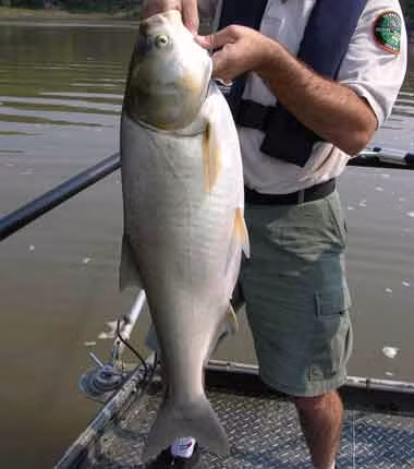 Cá chép bạc được bắt ở Mỹ có thể đạt trọng lượng 18 kg.