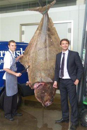 Con cá bơn lưỡi ngựa nặng 180 kg bắt bởi công ty Marrfish ở Na Uy và là con cá lớn nhất được chinh phục trong 20 năm qua.