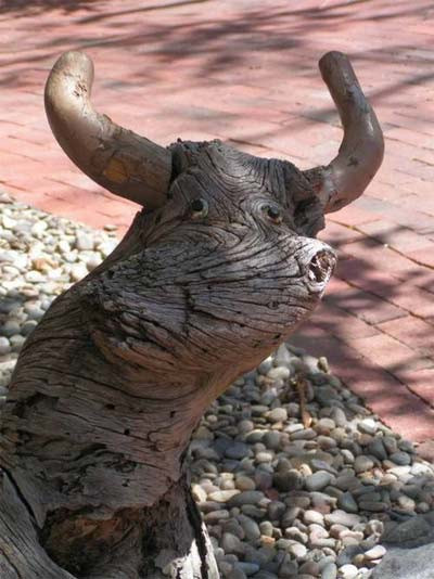 Gốc cây mang hình dáng một cái đầu trâu, có cả mắt, mũi và sừng.