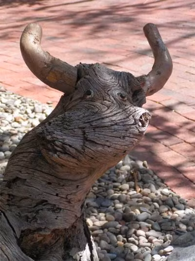 Gốc cây mang hình dáng một cái đầu trâu, có cả mắt, mũi và sừng.