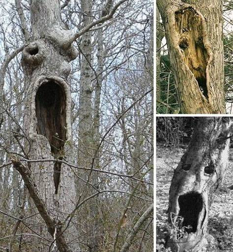 Gốc cây có hình dáng giống gương mặt người ghê rợn.