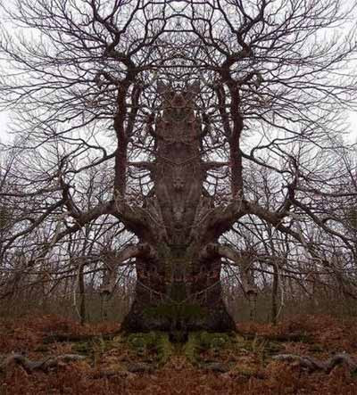 Gốc cây khổng lồ có hình dáng quái dị.