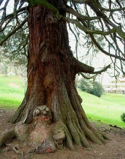 Hình mặt người đáng sợ nằm dưới một gốc cây.