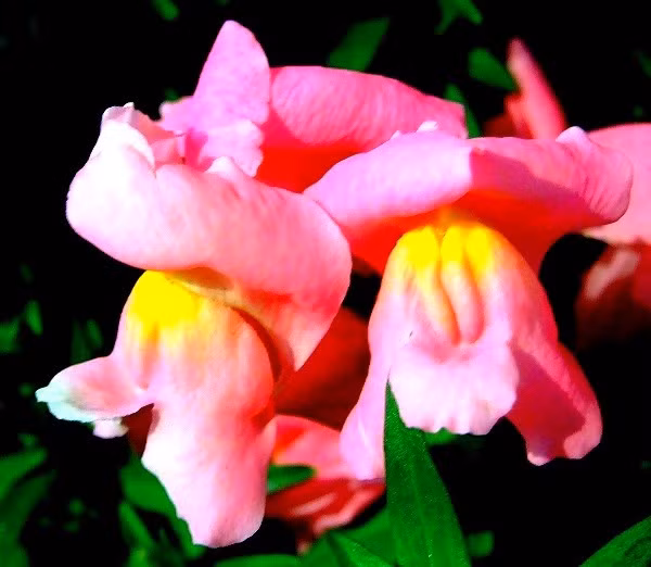 Cây kim ngư thảo - còn gọi là hoa mõm chó hoặc hoa rồng (Antirrhinum hoặc snapdragon) là một loài cây khá phổ biến trong vườn nhà phương Tây. Đúng như tên gọi, phần hoa của cây khi còn tươi có hình dáng rất giống đầu rồng.