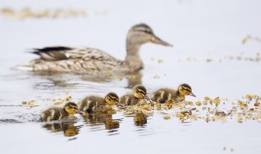 Vịt trời mẹ bơi cùng đàn con ở Parainen, Phần Lan.