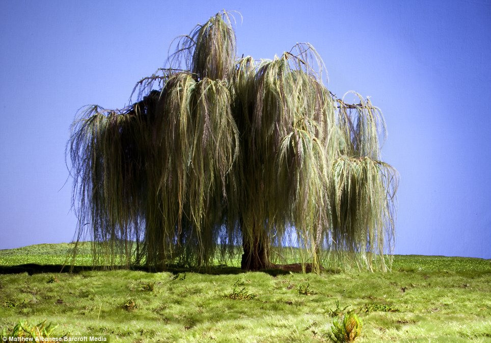 Từ giấy nến được sơn màu, lông đà điểu nhuộm bằng tay, sợi, chocolate, băng keo, dây, cọ, cà phê, rêu và bông, Matthew Albanese đã làm nên mô hình sống động như hình trên. Nó tốn của anh 2 tháng kỳ công xây dựng cũng như căn chỉnh ánh sáng.