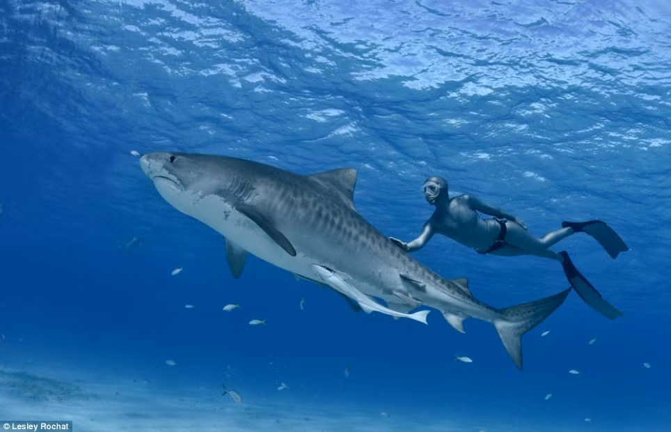 Những hình ảnh tuyệt đẹp của cô gái dũng cảm bơi lượn, thậm chí còn chạm tay vào cá mập hổ.