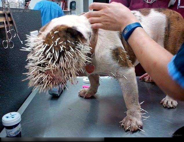Con cún này đang chờ sự giúp đỡ của bác sĩ để nhổ hết những chiếc "lông thừa".