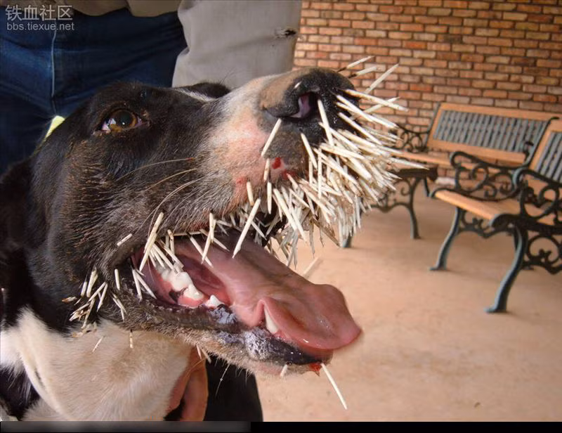 Có vẻ như chú chó này vừa "ăn thịt" một con nhím.