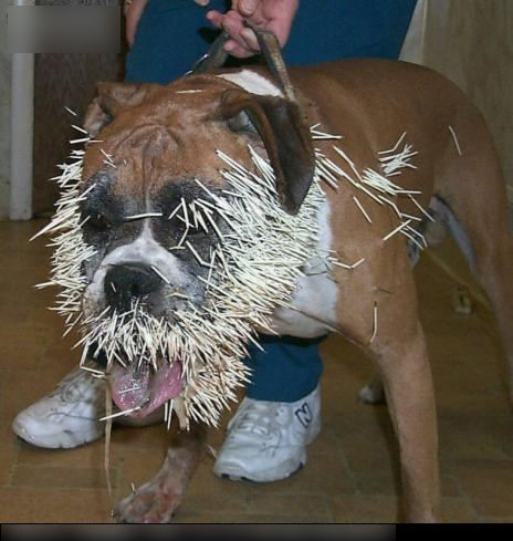 Chú này còn bị lông nhím cắm cả lên thân.