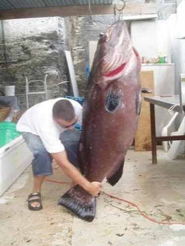 Richard Pereech từ đảo Bermuda đã bắt được chú cá mú đen lớn có trọng lượng 65 kg.