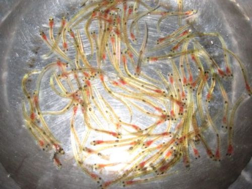 9. Shirouo no Odorigui (món cá sống). Shirouo là những chú cá rất nhỏ, trong suốt và được ăn sống. Điều thú vị của món ăn này là cảm nhận những chú cá nhảy múa trong miệng khi ăn.