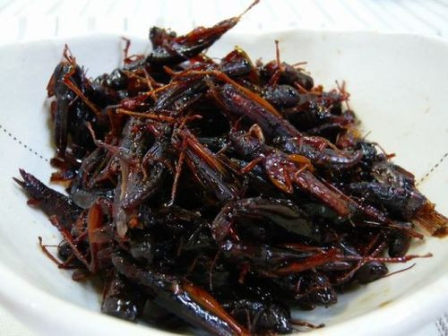 4. Inago no Tsukudani (món ăn từ châu chấu). Đây là một trong những món ăn truyền thống từ côn trùng của người Nhật Bản. Món “đặc sản” rất phổ biến với cư dân ở các vùng nông thôn của tỉnh Yamagata, tỉnh Nagano và quận Gunma (thuộc đảo Honshu).