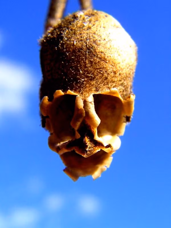 Khi cây chết đi, phần hoa héo tàn có hình dáng khá giống đầu lâu.