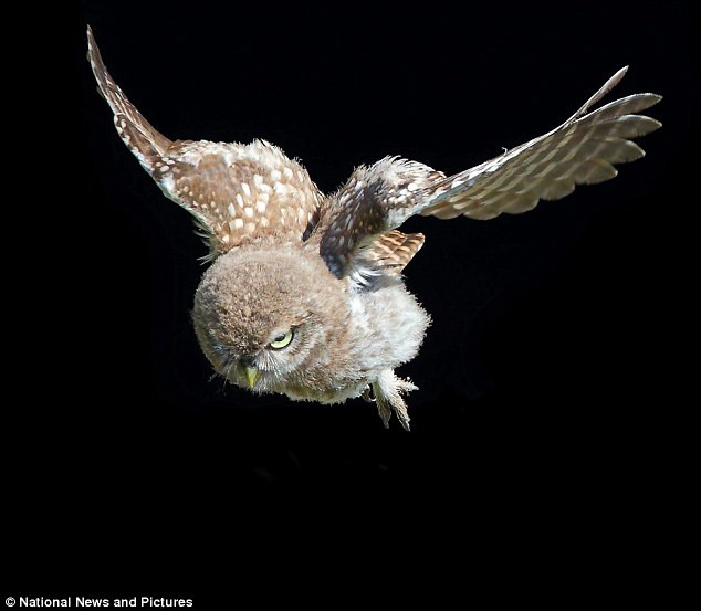 Cú con tập trung đôi mắt vào đích đến trong chuyến bay đầu tiên.