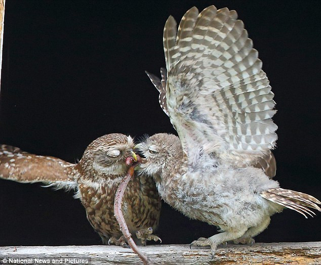 Hai con cú non đang tranh giành một con sâu lớn.