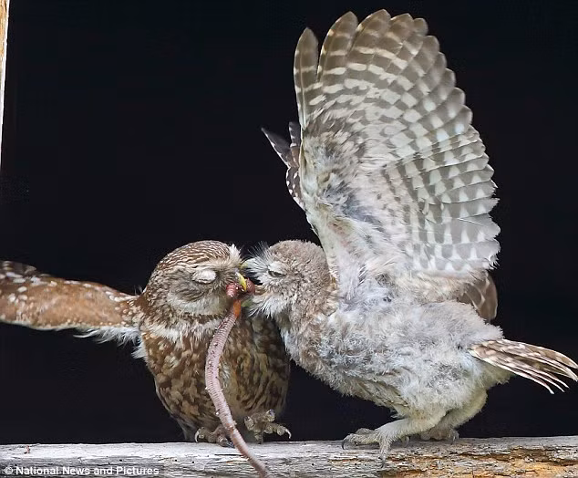 Hai con cú non đang tranh giành một con sâu lớn.