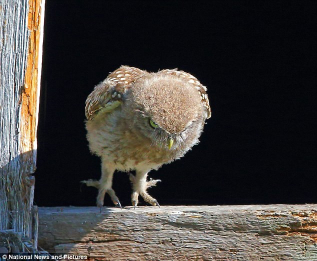 Cú con đang tập trung hết sức lực để thực hiện chuyến bay đầu tiên.