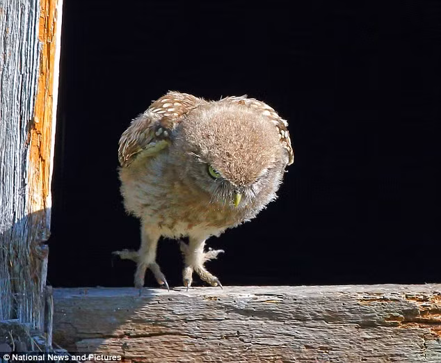 Cú con đang tập trung hết sức lực để thực hiện chuyến bay đầu tiên.