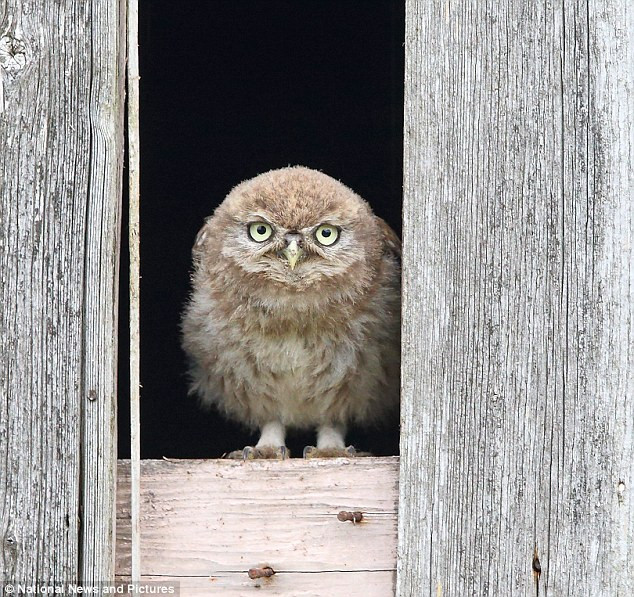 Chú cú nhỏ đứng trước cửa, tò mò nhìn ra thế giới rộng lớn bên ngoài.