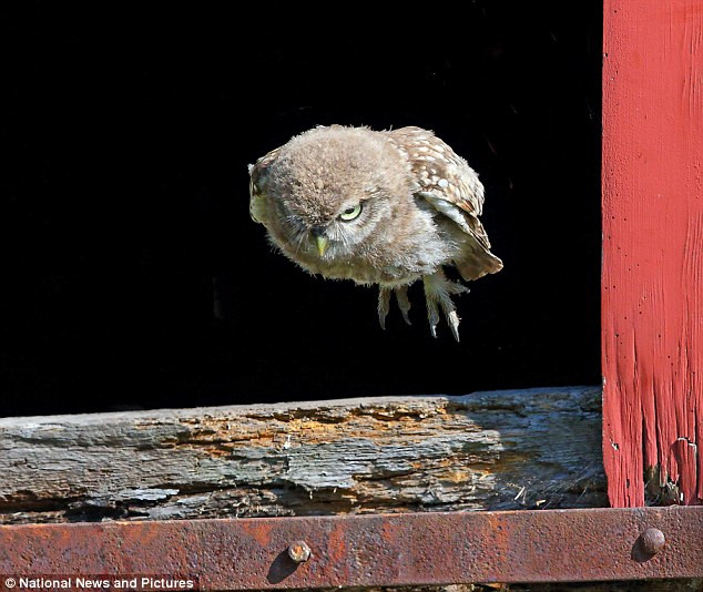 Khoảnh khắc một con cú nhỏ quyết định thực hiện chuyến bay đầu tiên rời khỏi tổ và nó đã thành công.