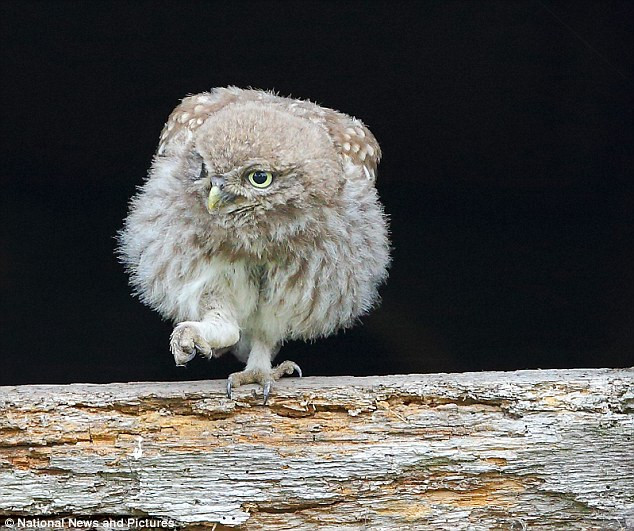 Cú con đứng một chân trên tổ - một nhà kho bỏ hoang ở Merseyside, Anh.