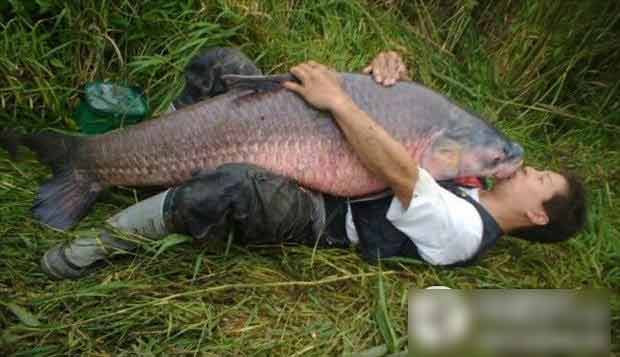 Quý ông ôm hôn con cá khủng lồ.