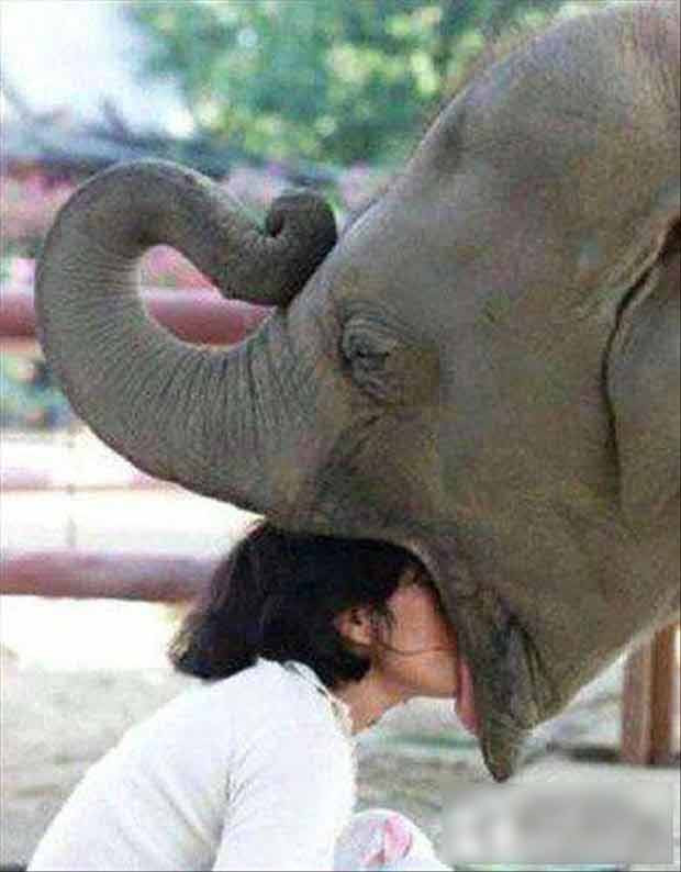 Hôn voi theo cách kỳ dị