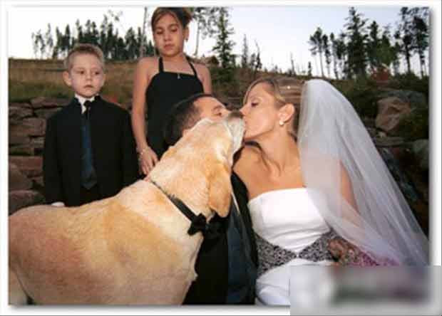 Chú chó này thật vinh dự vì được hôn cả cô dâu xinh đẹp.