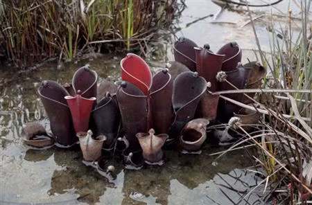 Loài Heliamphora được gọi là cây nắp ấm mặt trời, do quan niệm sai lầm rằng các Heli của Heliamphora là từ tiếng Hy Lạp Helios, có nghĩa là "mặt trời". Trong thực tế, tên này bắt nguồn từ helos, có nghĩa là đầm lầy, do đó, tên khoa học của cây phải là cây nắp ấm đầm lầy.