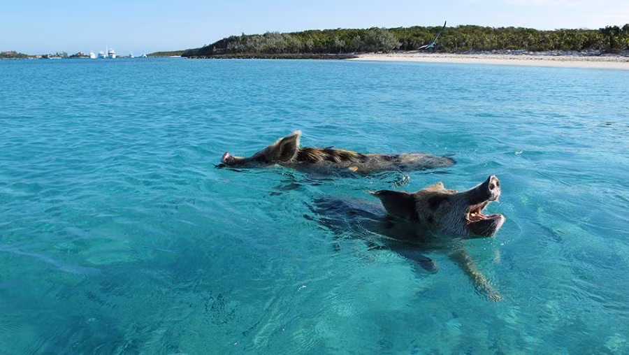 Người ta không rõ tại sao những con lợn này lại sống ở một nơi hoang dã không có người ở như đảo Bahamas. Tuy nhiên, chúng có quan hệ rất tốt với những người dân địa phương. Chúng được họ chăm sóc và cho ăn hằng ngày.