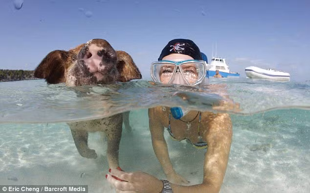 Cheng kể lại rằng: “Khi những con tàu của người dân địa phương mang theo thức ăn đi tới, một số con lợn nhào tới, chúng lao mình vào nước bơi nhanh và tiếp cận những chiếc thuyền để xin thực phẩm. Những thuyền viên thực sự ngạc nhiên khi chứng kiến những con lợn nằm phơi mình trên cát trắng. Tuy nhiên, họ còn bất ngờ hơn khi những con lợn này bơi đuổi theo và tìm kiếm thức ăn, ngay cả khi tàu của họ ra đến giữa biển”.