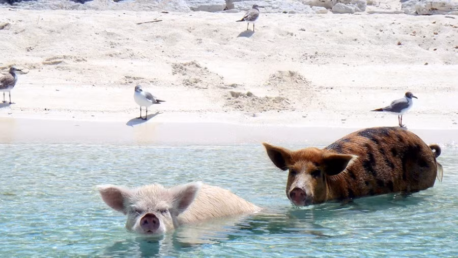 Eric Cheng, nhiếp ảnh gia 33 tuổi đã thực hiện một cuộc thám hiểm tới hòn đảo lợn này. Anh cho biết: “Chúng tôi tới vùng biển Bahamas vì đội trưởng của chúng tôi biết được một thông tin rất thú vị rằng ở đây có những con lợn có khả năng bơi lội hết sức đặc biệt”.