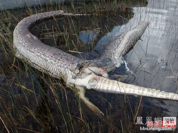 Một con trăn tử nạn vì nuốt cá sấu quá lớn.