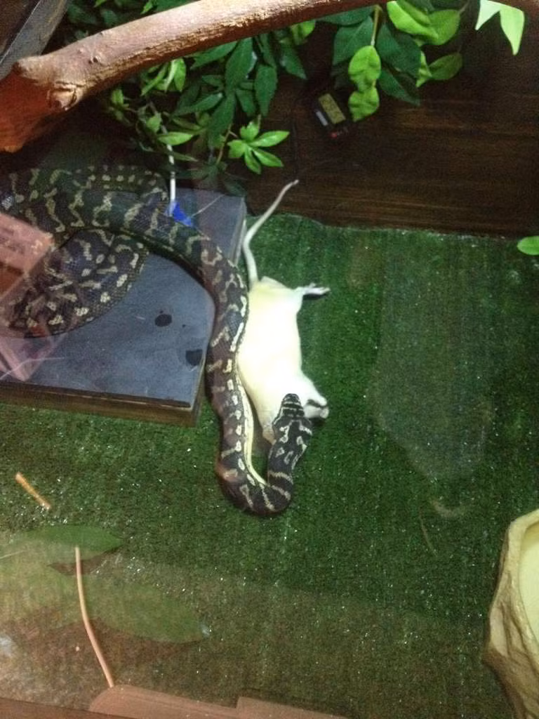 Con chuột bạch trở thành miếng mồi ngon lành của trăn.