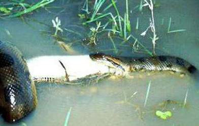 Chú trăn này đang nuốt con mồi.