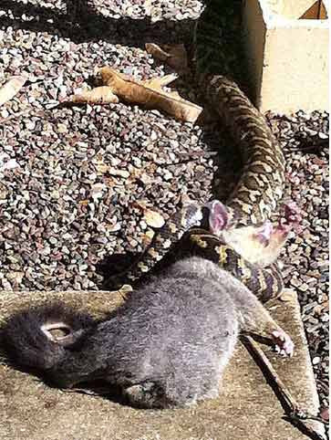 Khi con mồi đã chết lịm, trăn sẽ "xơi tái" nó.