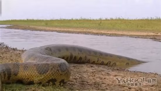 Chú trăn khổng lồ trườn lên bờ sau khi nuốt mồi dưới sông.