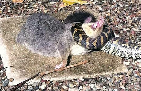 Một con mồi đang bị trăn cuốn chặt cho tới tắt thở.