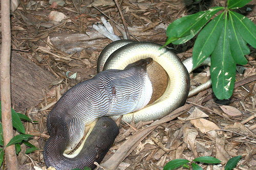 Chú trăn sọc kẻ này đang nuốt con mồi rất lớn.