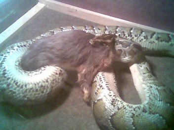 Chú thỏ đáng thương này đã trở thành bữa ăn của trăn.