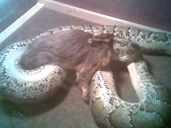 Chú thỏ đáng thương này đã trở thành bữa ăn của trăn.