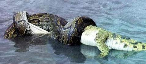 Chúng vật lộn nhau dưới nước.