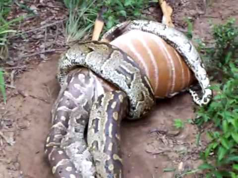 Một con nai lớn bị trăn nuốt.