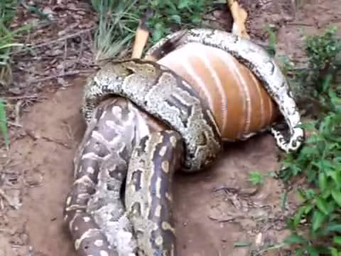 Một con nai lớn bị trăn nuốt.