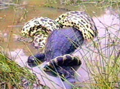 ...dần dần siết chết con mồi.