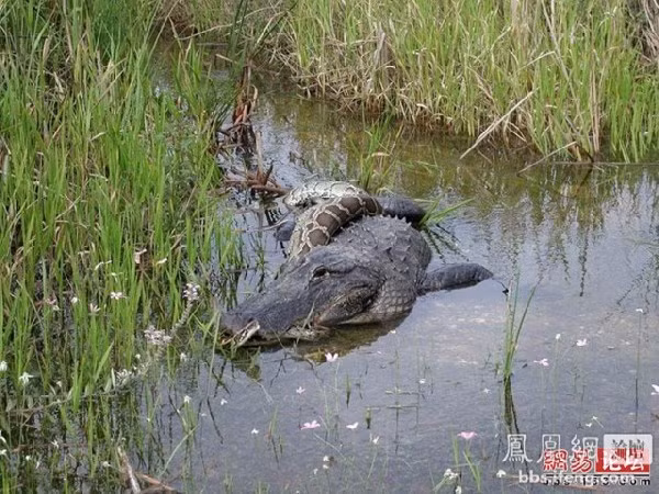 Trăn siết chết con mồi dưới nước.