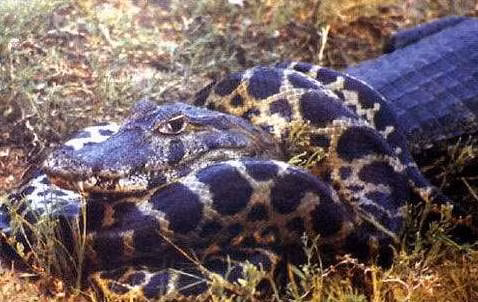 Chú trăn đang cuốn quanh mình một con cá sấu to lớn...